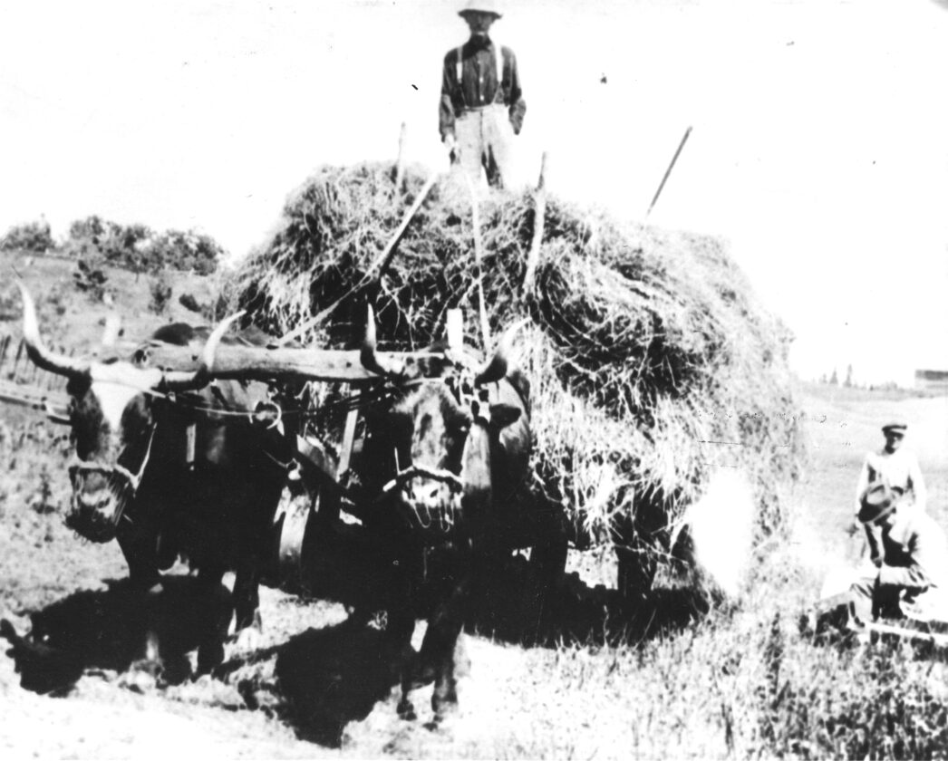 Indigenous farming thrived well before white settlers